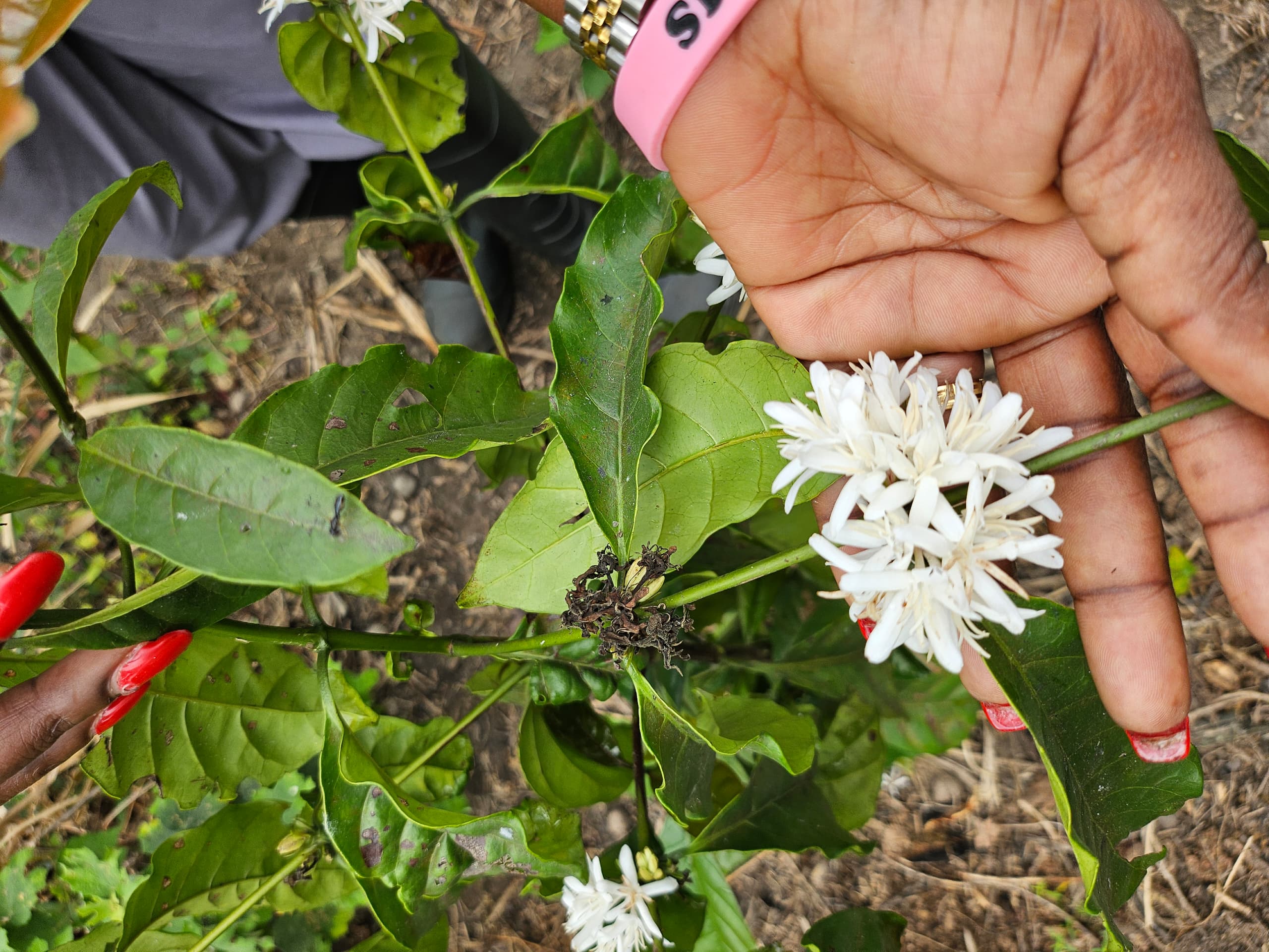 Coffee Flowers